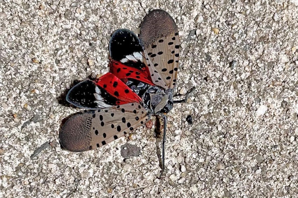 spotted lanternfly