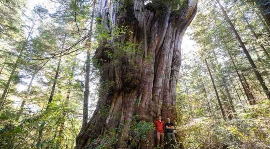 old growth oak
