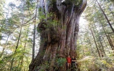 He Found the Largest Old Growth Cedar in BC – The Tree of His Lifetime | Good News Network