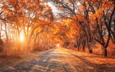Northeast Fall Foliage Trips You Have to Take at Least Once – AAA Network