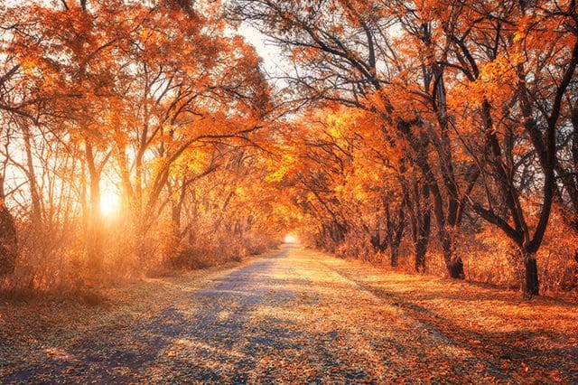 fall foliage