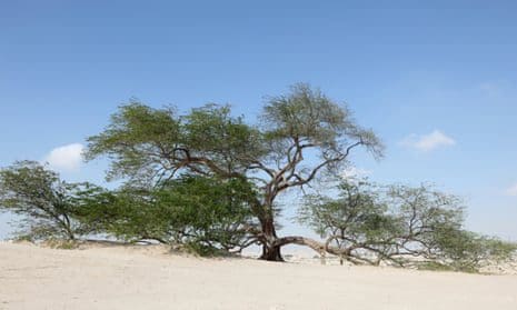 The Tree of Life in the desert, Bahrain