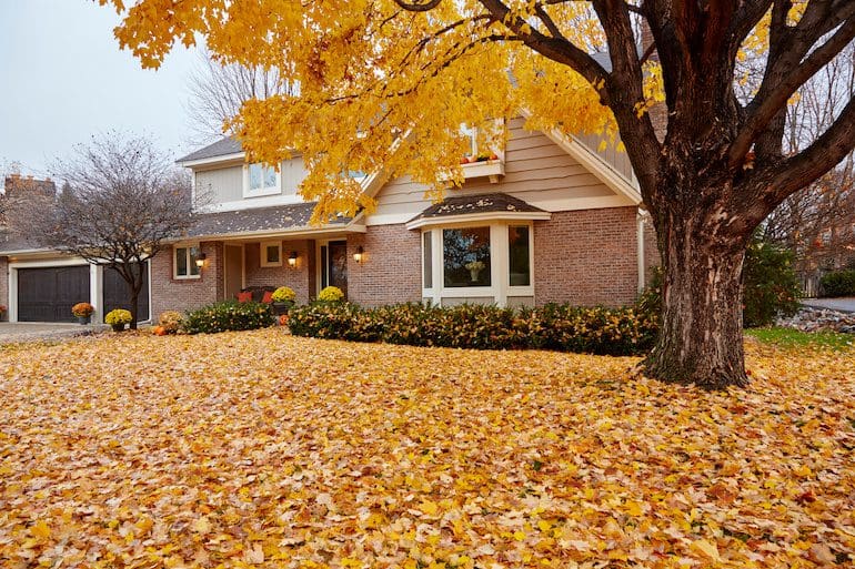 Fall leaves carpet a yard in Minnesota. 