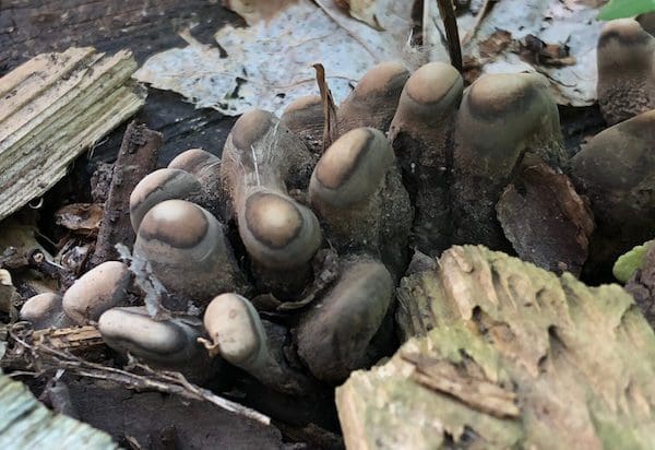 dead mans fingers