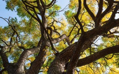 Tough urban trees to fight climate change. | Turf Magazine