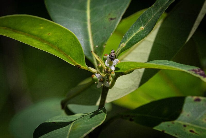 The Pernambuco holly tree, which botanists found by these tiny flowers 