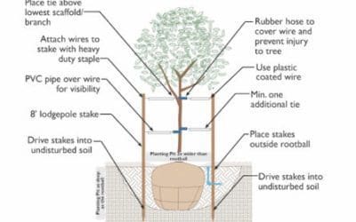 Staking Trees For Better Outcomes