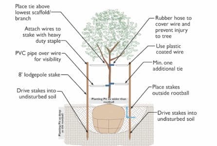 staking a tree infographic
