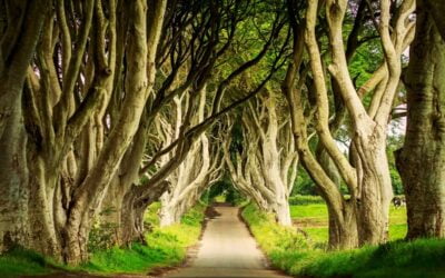 Six of Northern Ireland’s ancient Dark Hedges trees to be cut down | The Guardian