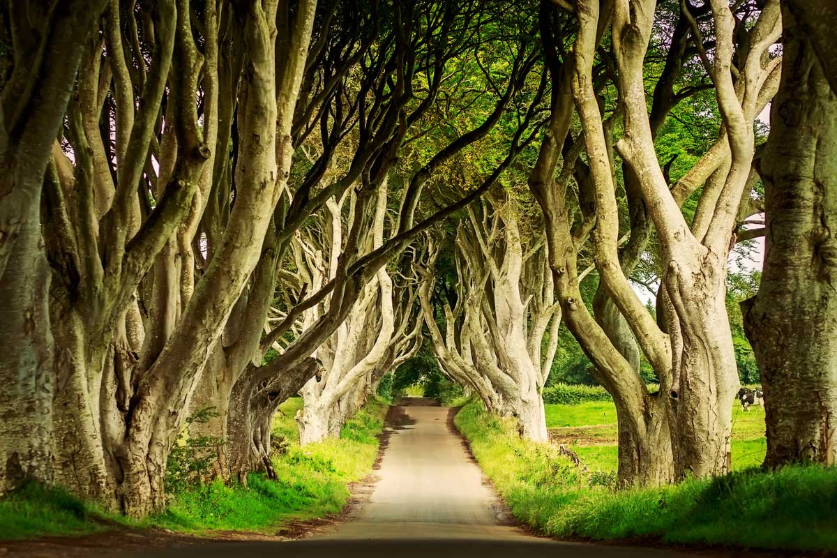 dark hedges