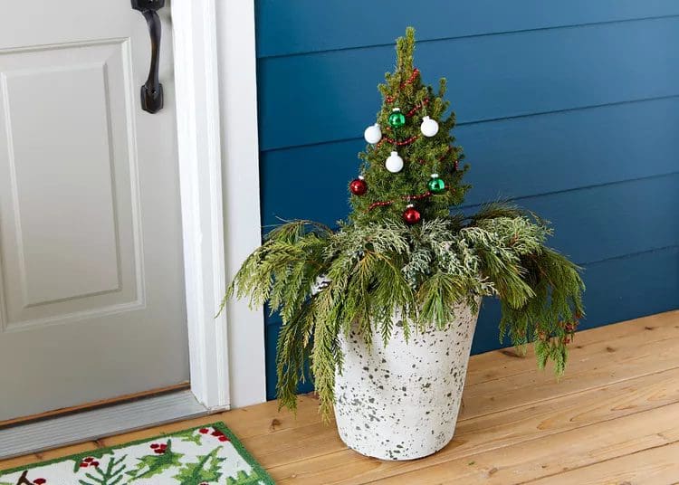 mini christmas tree pine arrangement