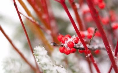 6 Tips for Landscaping in Winter to Add Cold-Weather Color | Better Homes & Gardens