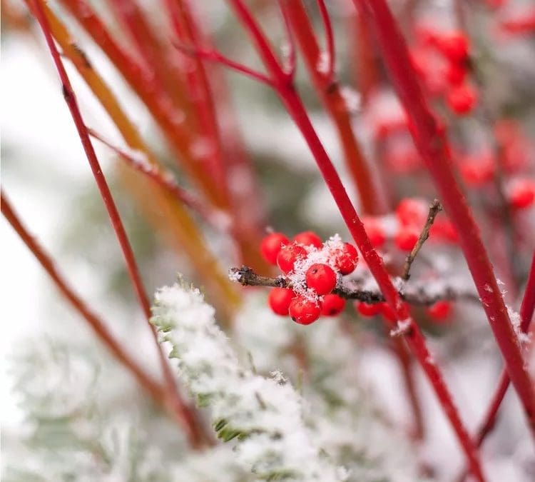 6 Tips for Landscaping in Winter to Add Cold-Weather Color | Better Homes & Gardens