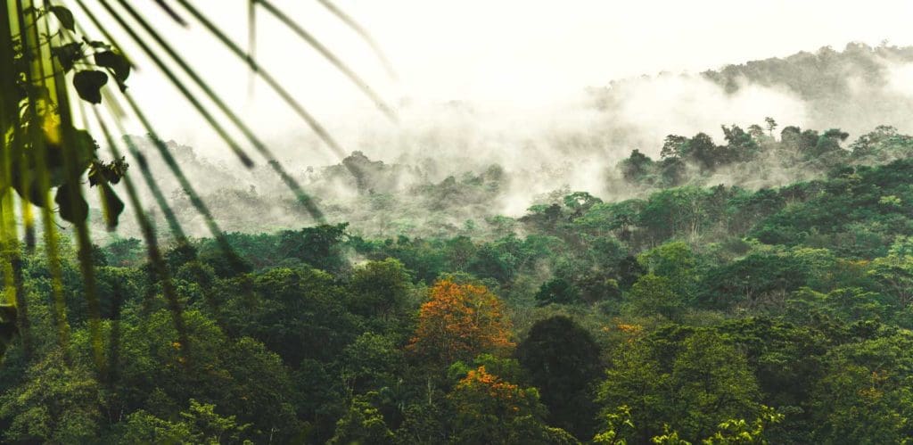 rainforest