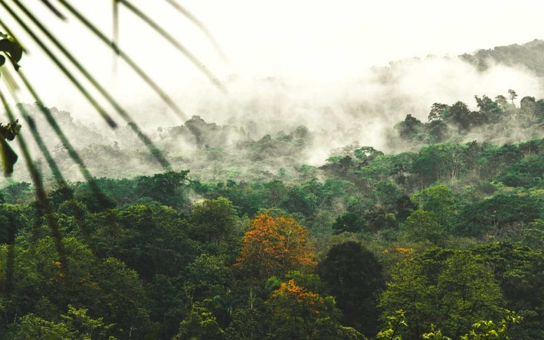 A revelation about trees is messing with climate calculations | Ars Technica