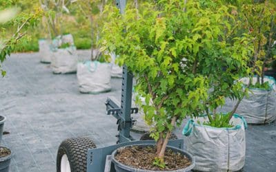 How to Protect New Trees and Shrubs Before Winter – Horticulture