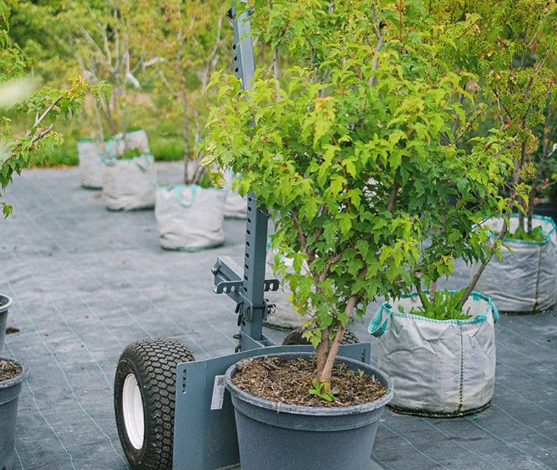 How to Protect New Trees and Shrubs Before Winter – Horticulture