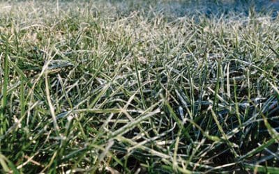 Seeding In Cold Weather? Sure! If You Follow These Tips…. | Turf Magazine