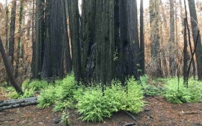 Ancient California Redwoods Defy Scientists’ Expectations and Sprout New Shoots From Blackened Trunks
