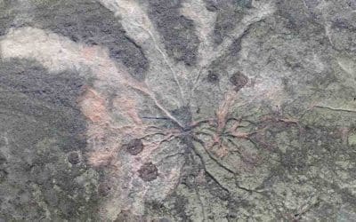 These 385 Million-year-old Tree Roots Look Just Like Ours, and Tell a Tale Just Like Ours | Good News Network