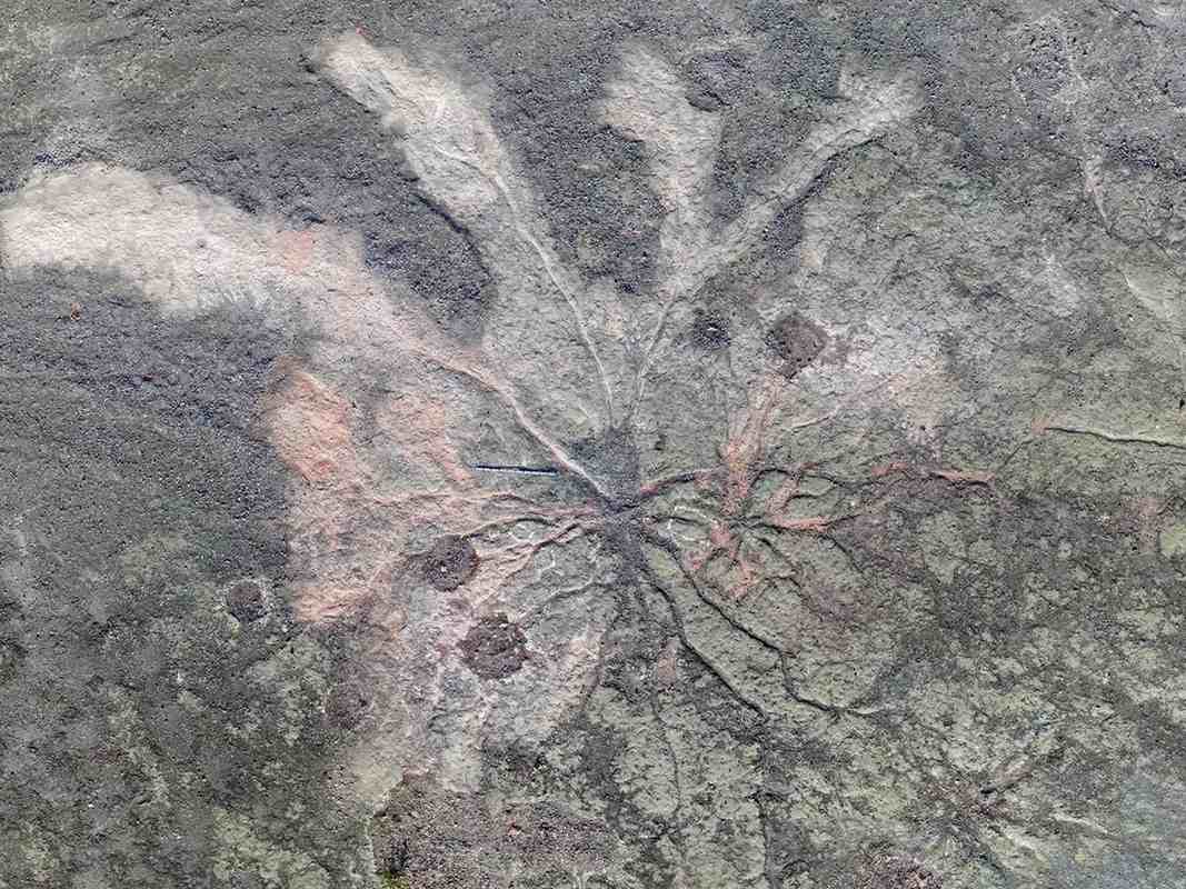 385 Million-year-old Tree Roots
