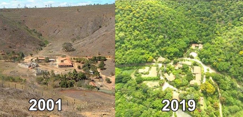 planted forest, before and after