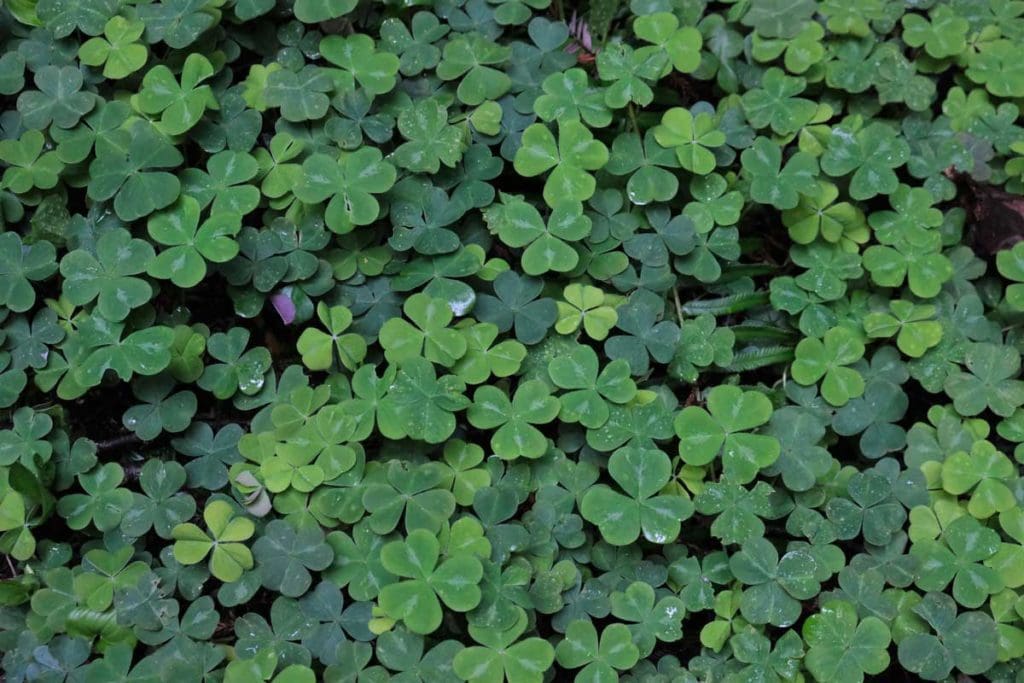 clover