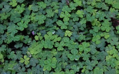 Clover In Turfgrass: Weed Or A Lucky Find? | Turf Magazine