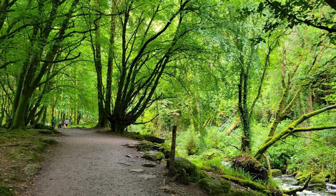 3 Native Irish Trees You Should Know | Vagabond Tours