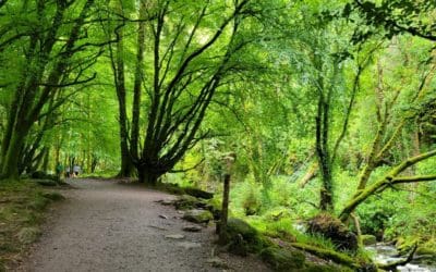 3 Native Irish Trees You Should Know | Vagabond Tours