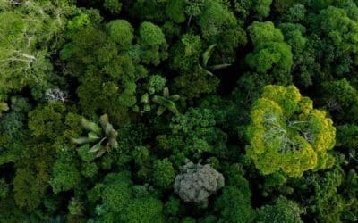 The complexity of forests cannot be explained by simple mathematical rules, study finds | ScienceDaily