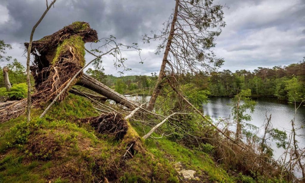 the aftermath of storm Arwen