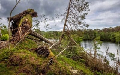 Diverse forests of slow-growing trees more resilient to storms, study finds | The Guardian