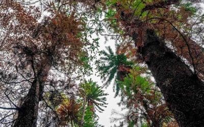 Dinosaur Evergreens Thought Extinct for 2Mil Years Discovered by Park Ranger–the Grove is the ‘Find of the Century’ | Good News Network