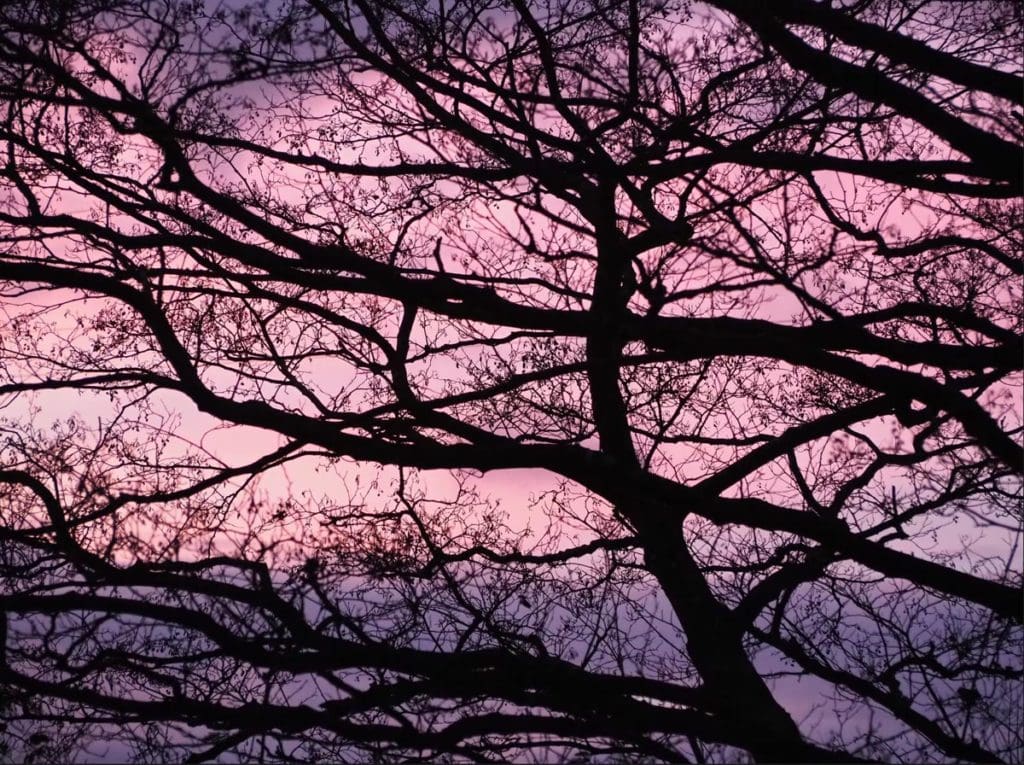 winter tree silhouette
