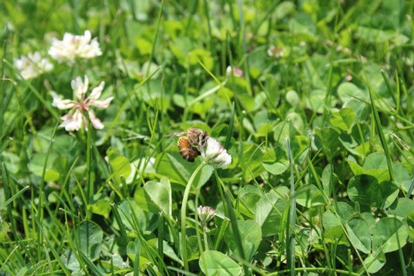 Pesticides and Pollinators | Turf Magazine