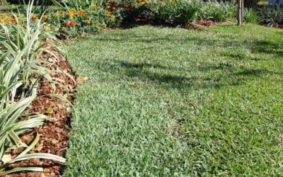 Spring Lawn Care Refresher – Turf Magazine