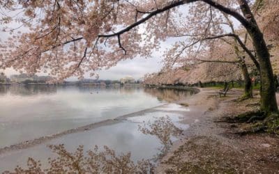 D.C.’s cherry blossoms have remained in bloom much longer than usual – The Washington Post