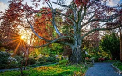 Witness the Glory of the 2024 European Tree of the Year – Growing in Poland for 2,000 Years | Good News Network