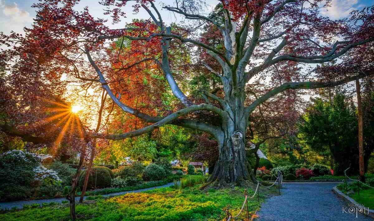 The Heart of the Garden tree