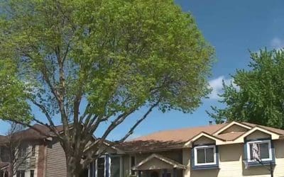Tips on keeping your trees healthy this spring | KETV.com