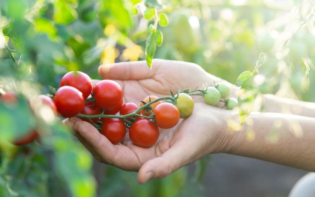8 Tips for Growing Cherry Tomato Plants That Will Thrive All Season | Better Homes & Gardens