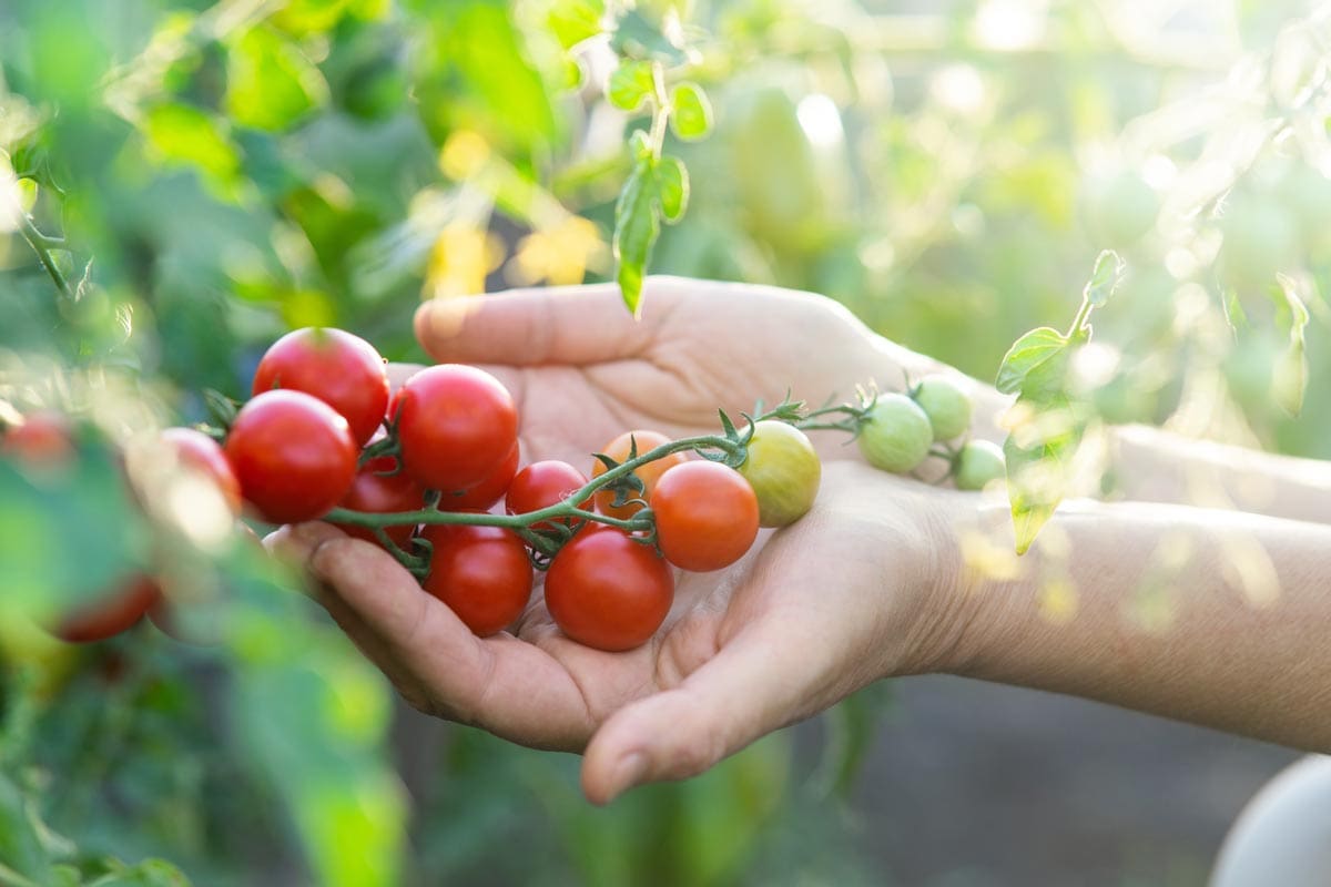 cherry tomatoes