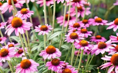 21 Hardy Perennials That Promise Unstoppable Color Every Year | Better Homes & Gardens