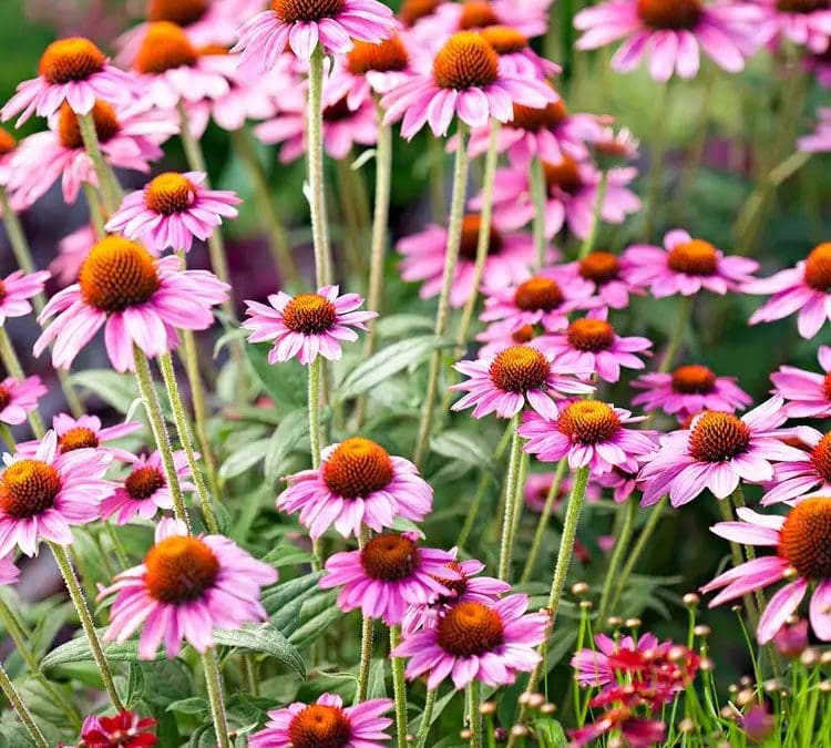 21 Hardy Perennials That Promise Unstoppable Color Every Year | Better Homes & Gardens