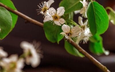 Picturesque but pungent; Callery pear tree species, including Bradford pear, face potential ban in Massachusetts | Boston Globe