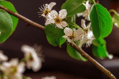 callery pear tree