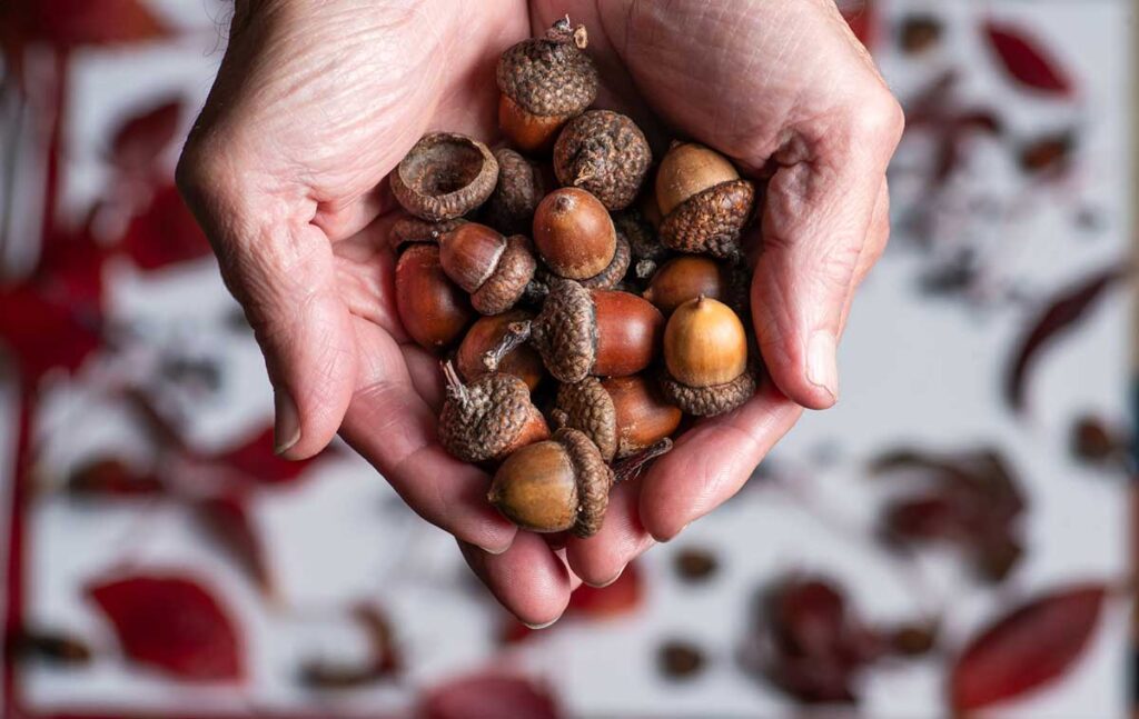 acorns