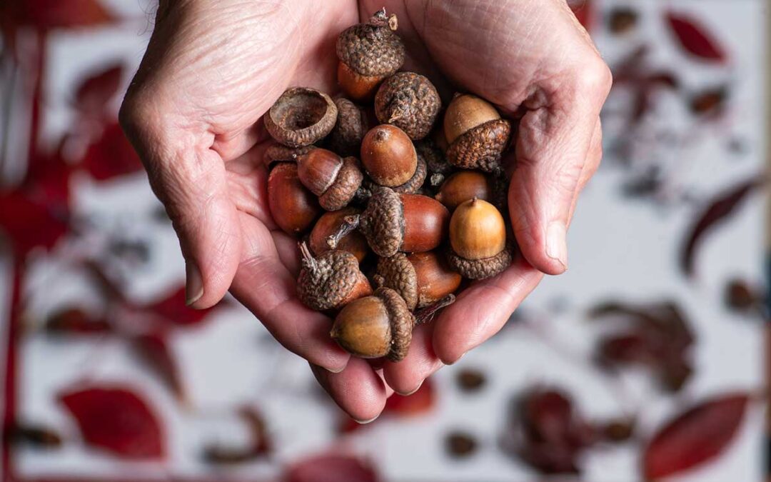 Why Do Trees Drop So Many Seeds One Year, and Then Hardly Any the Next? | Smithsonian