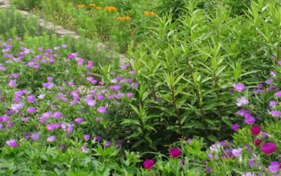 It’s Okay To Mow In May, But To Help Pollinators, Add Native Plants | Discover Magazine
